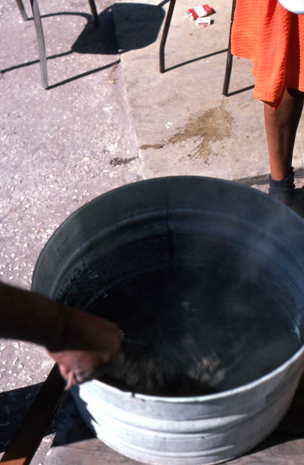 Opossum being dropped into hot water for cleaning - Tampa, Florida.