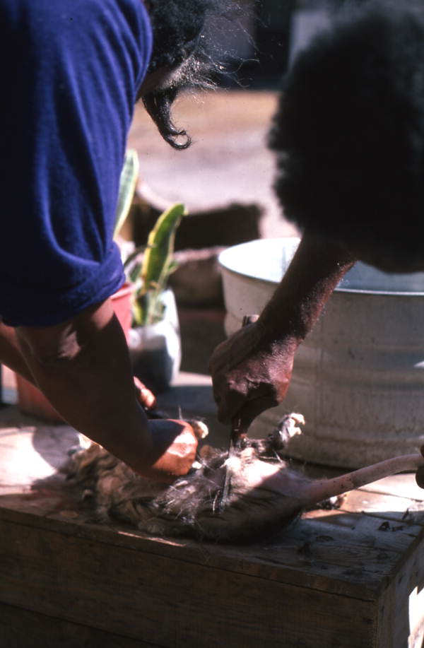 Removing the fur of an opossum - Tampa, Florida.