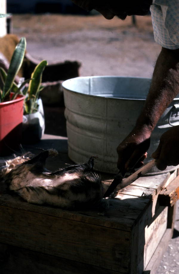 Removing the tail of an opossum - Tampa, Florida.