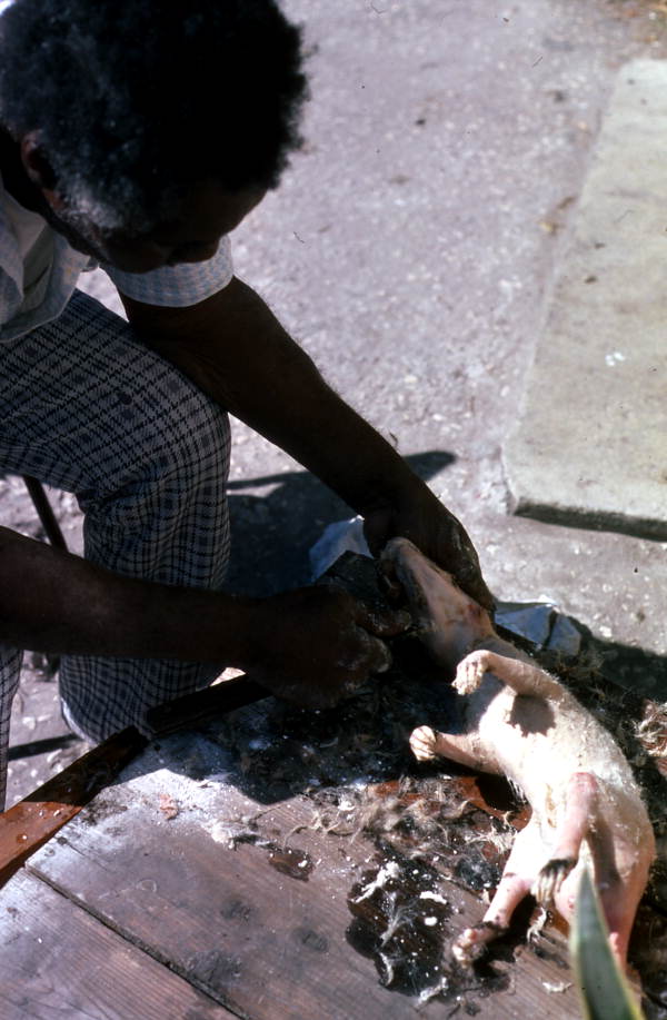 Willie Gillard cleaning an opossum for cooking - Tampa, Florida.