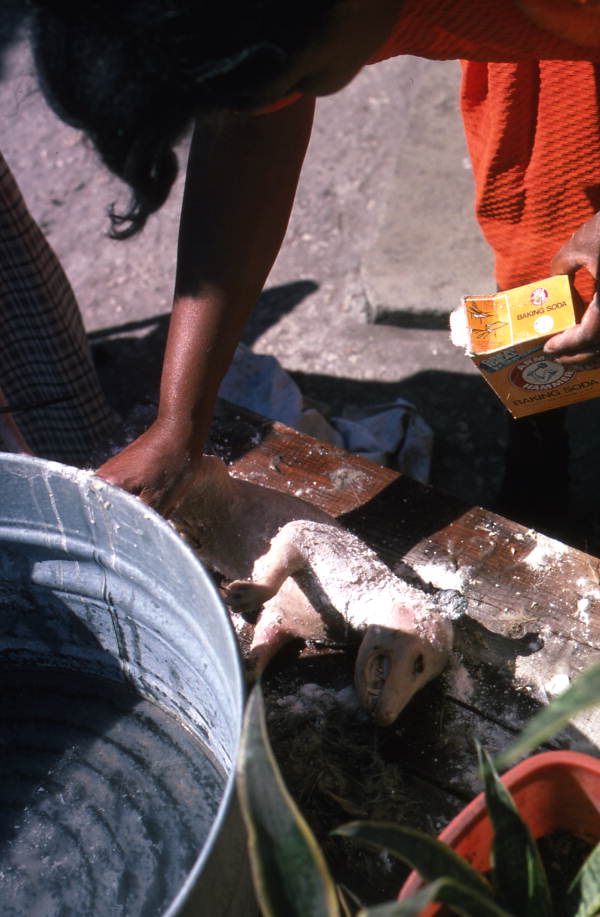 Putting baking soda onto the opossum - Tampa, Florida.