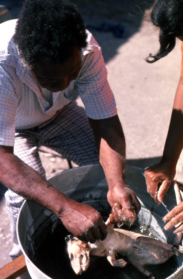 Willie Gillard putting the opossum into the water - Tampa, Florida.