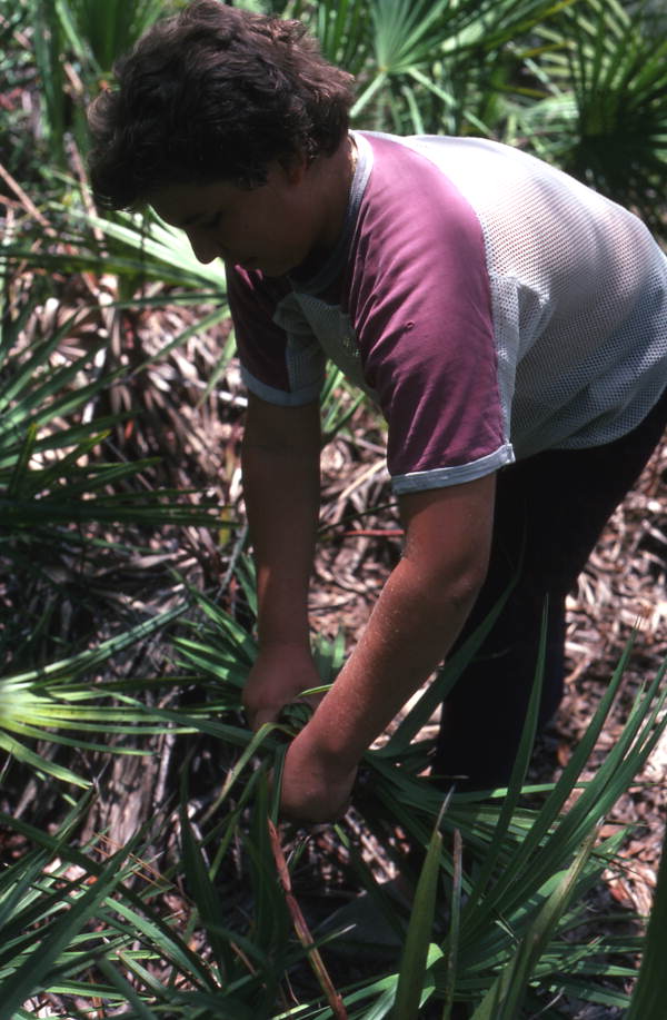 Boy palmetto harvesting - Tampa, Florida.