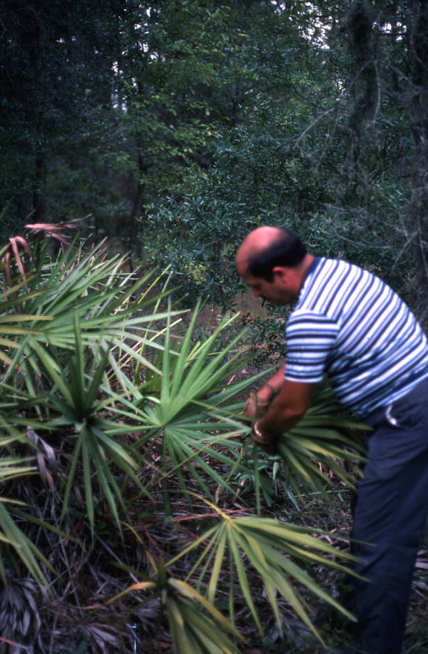 Man collecting palmettos - Tampa, Florida.