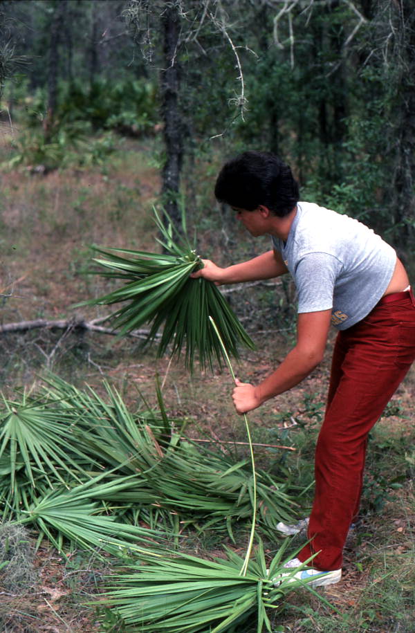 Young man collecting palmettos - Tampa, Florida.