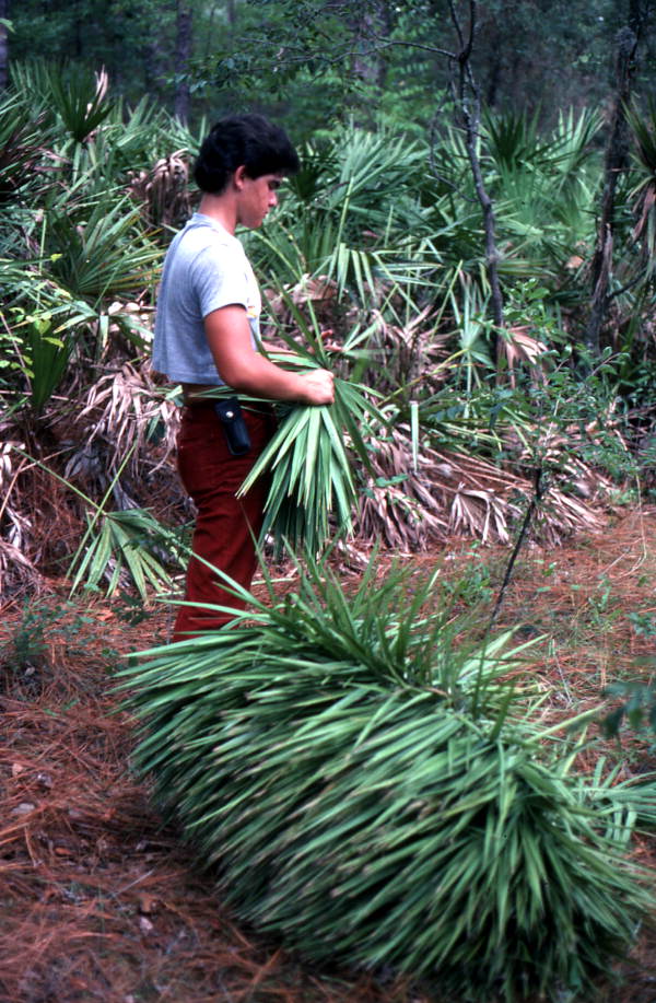 Young man harvesting palmettos - Tampa, Florida.