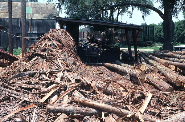 Logs at a cypress ladder making plant - Tampa, Florida.