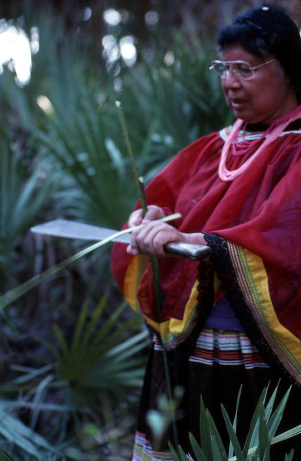 Marian Bowers collecting palmetto stems, which she uses for making baskets - Brighton Seminole Indian Reservation, Florida.