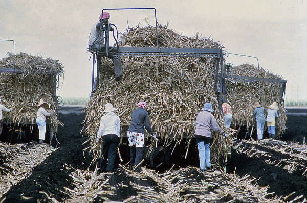 Sugar cane workers placing sugar cane in a field - Clewiston Region, Florida