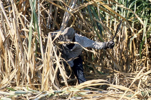 Sugar cane worker cutting sugar cane down with a machete - Clewiston Region, Florida