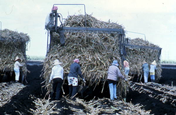 Sugar cane workers tossing used cane into the fields to use as mulch - Clewiston Region, Florida