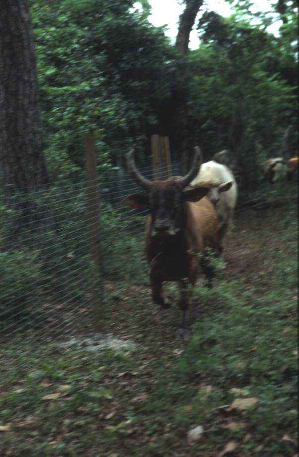 Cow being herded by Glen Nettles - White Springs, Florida