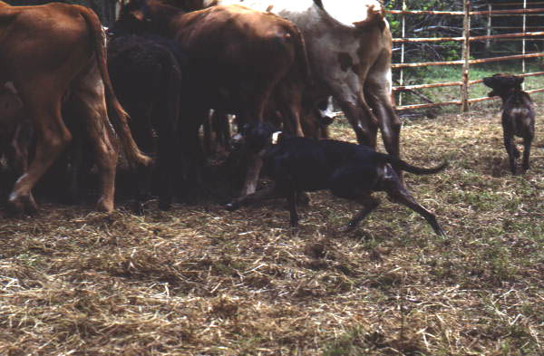 Catch dogs helping to herd cattle - White Springs, Florida
