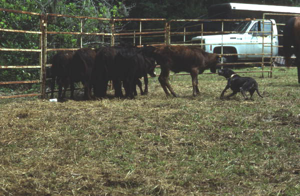 Catch dogs helping herd cattle - White Springs, Florida