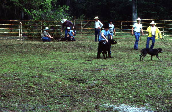 Cowboys at work - White Springs, Florida