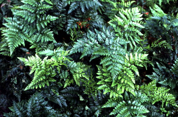 Ferns growing - Pierson, Florida
