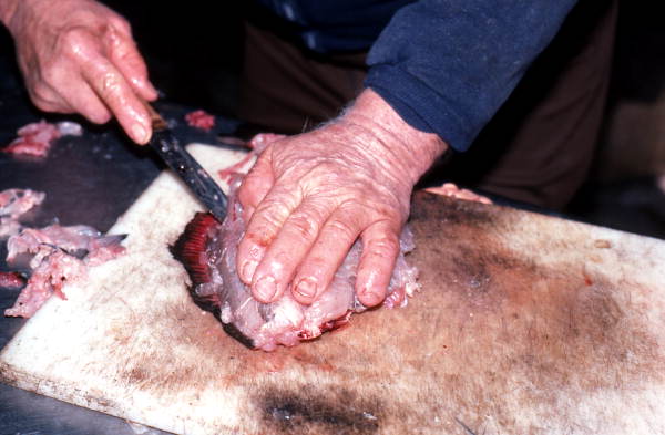 Jerome Schmidt filleting flounder - Palatka, Florida.
