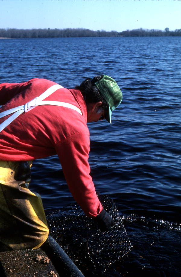 Tommy Noles pulling a fish trap out of the water - Crescent City, Florida.