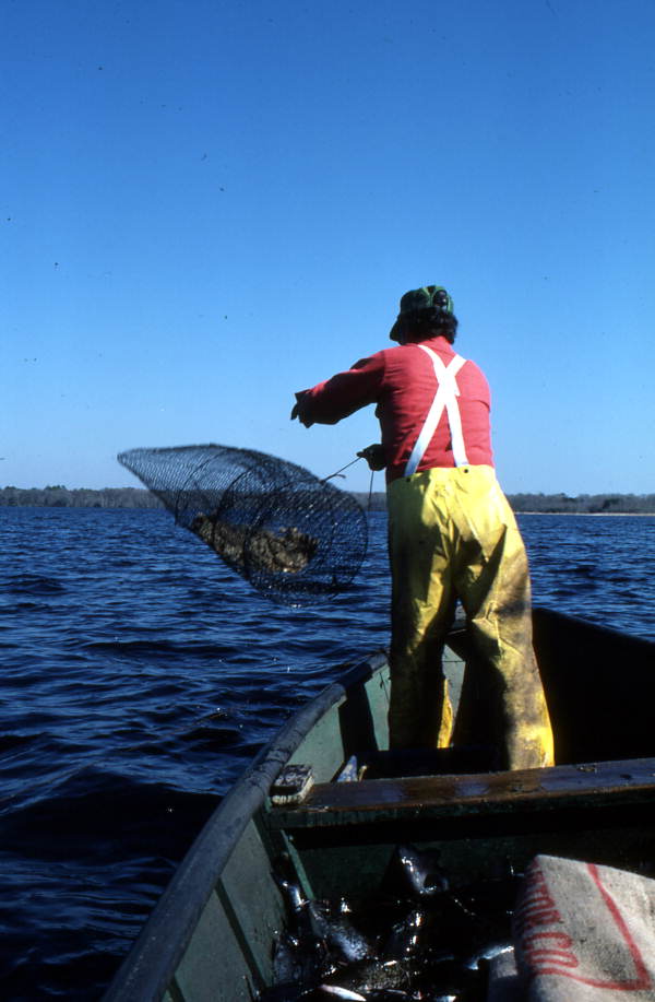 Tommy Noles tossing his fish trap into the water - Crescent City, Florida.