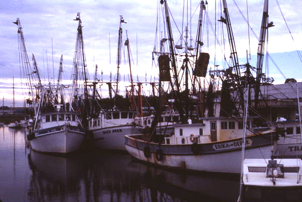 View showing fleet of shrimp boats - Saint Augustine, Florida.