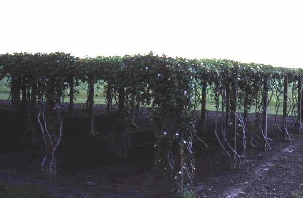 East Indian grape arbor - Homestead, Florida