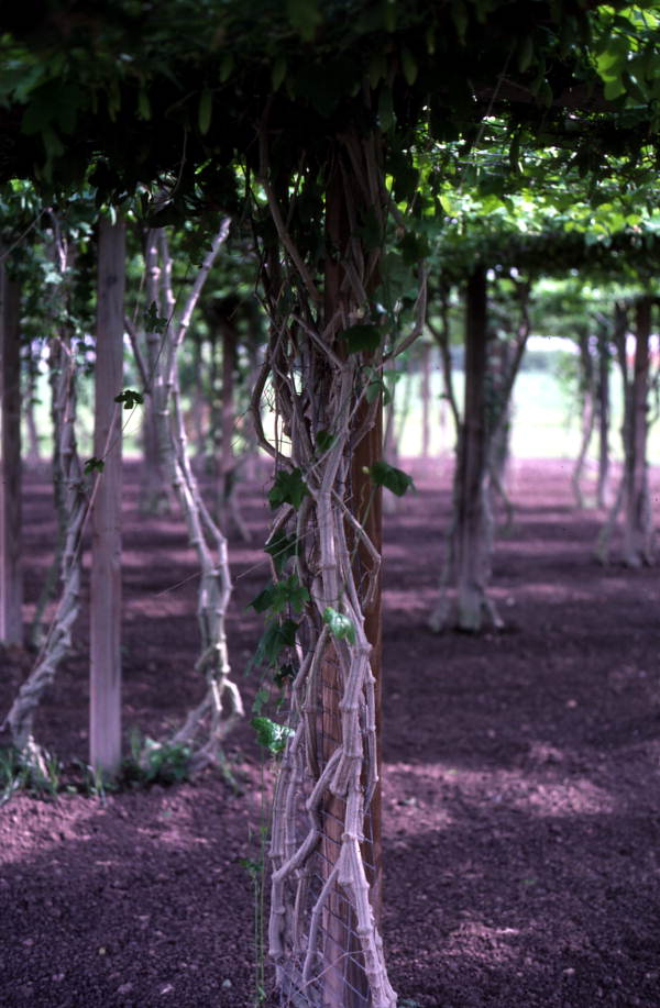 Close-up view of plant growing in an East Indian grape arbor - Homestead, Florida