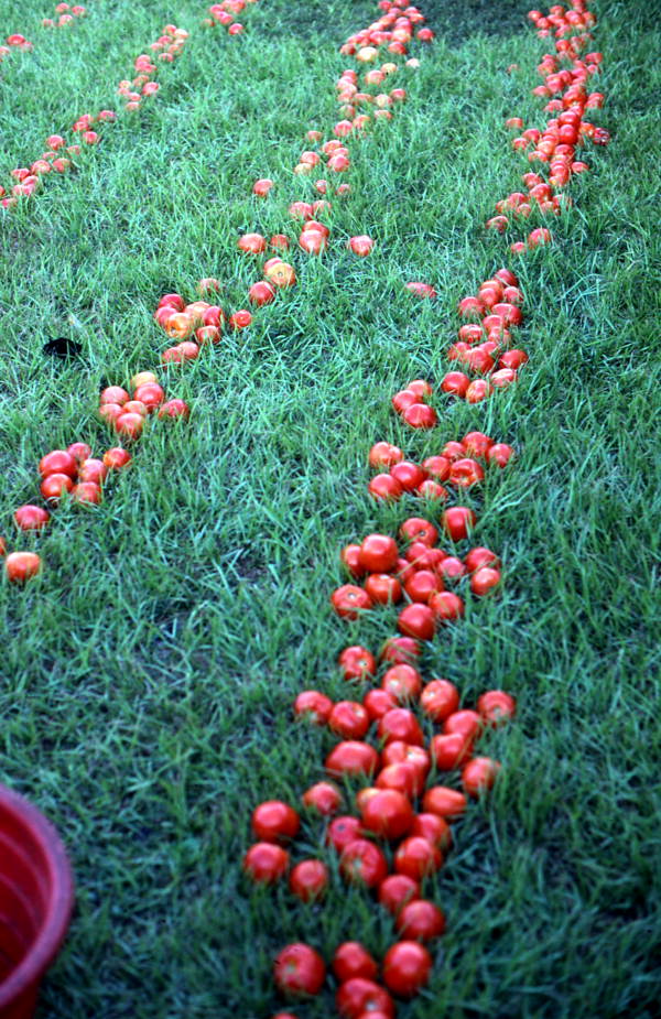 Tomatoes lined up for tomato picking contest - Florida City, Florida