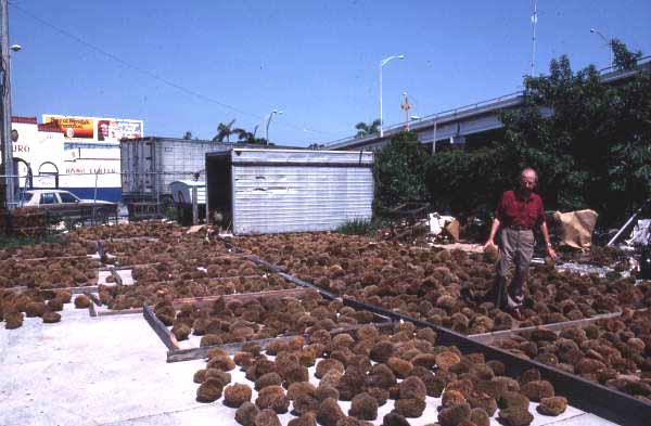 Drying sponges at Arrellano Brothers Sponge Distributors - Miami, Florida.