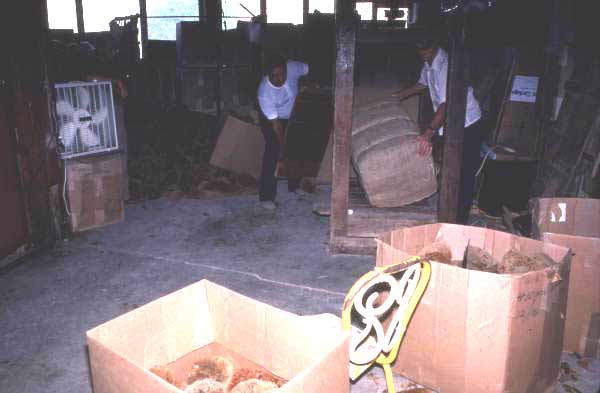 Packing sponges at Arrellano Brothers Sponge Distributors - Miami, Florida.