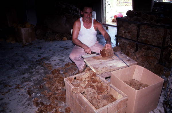 Worker cutting sponges - Miami, Florida.