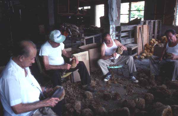 Four men cutting sponges - Miami, Florida.