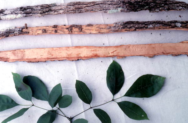 Herbs and pieces of bark collected for medicinal use - Big Cypress Reservation, Florida