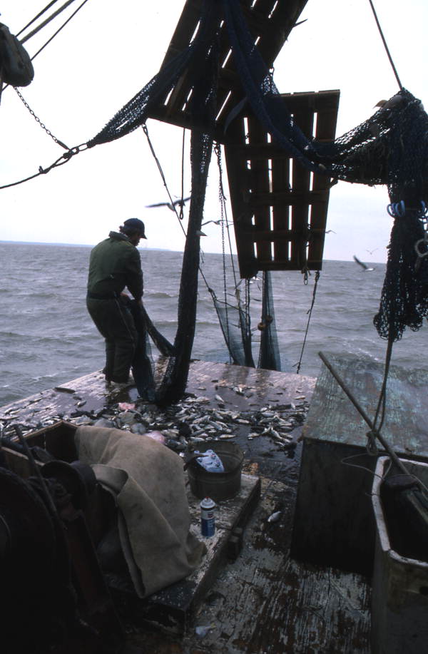 Dale Davis emptying nets on a shrimp boat - Apalachicola, Florida.