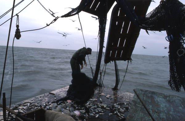 Dale Davis emptying nets on a shrimp boat - Apalachicola, Florida.
