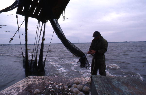 Dale Davis tying net up - Apalachicola, Florida.