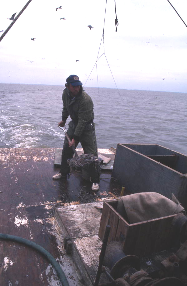 Dale Davis shoveling shrimp into an icebox - Apalachicola, Florida.
