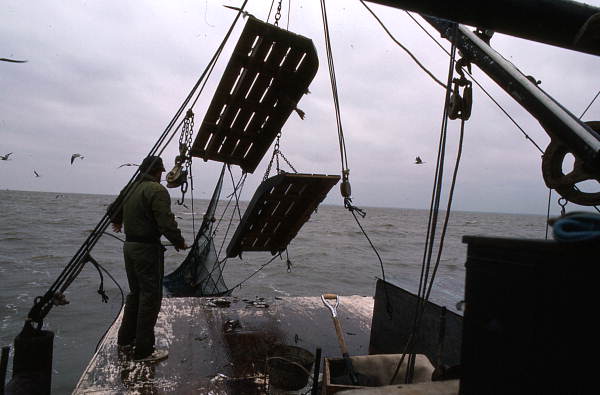Lloyd's Seafood worker Dale Davis bringing his trawl net on the deck - Apalachicola Bay, Florida.