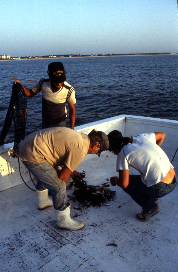 Thomas, Donald, and Greg Herrin empty a try net - Jacksonville, Florida.