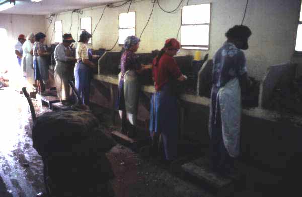 Oyster shuckers at D.W. Wilson Seafood Co. - Apalachicola, Florida.