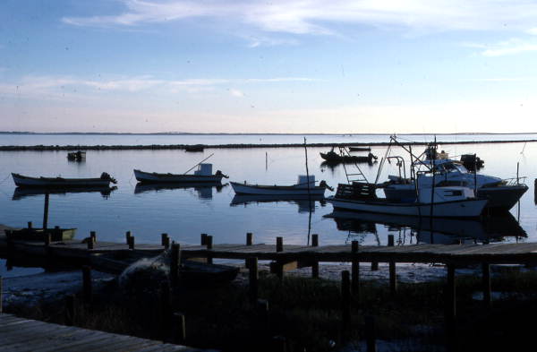 Fishing boats docked at Eastpoint harbor - Eastpoint, Florida