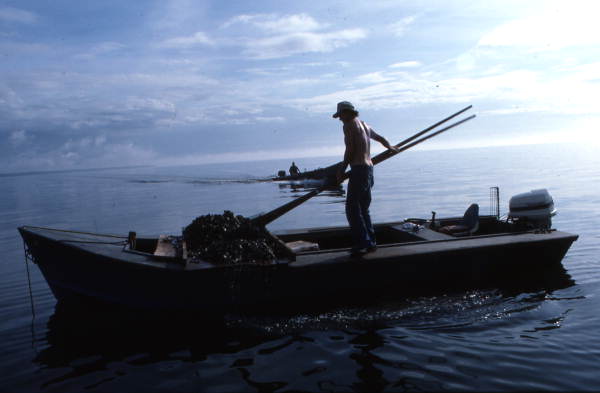 Cletis Anderson tongs for oysters : Apalachicola Bay, Florida.