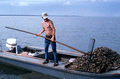 Cletis Anderson deposits oysters - Apalachicola Bay, Florida.