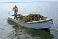 Cletis Anderson tongs for oysters - Apalachicola Bay, Florida.