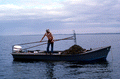 Cletis Anderson deposits oysters onto deck - Apalachicola Bay, Florida.
