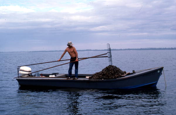 Cletis Anderson deposits oysters onto deck - Apalachicola Bay, Florida.