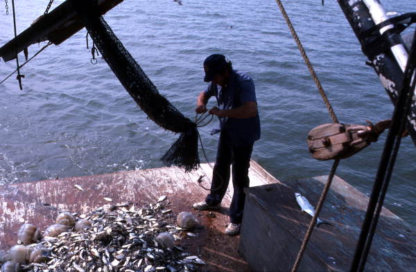 Dale Davis ties up trawl net - Apalachicola Bay, Florida.