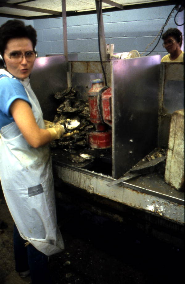 Oyster shuckers at work at Leavins Seafood Co. - Apalachicola, Florida.