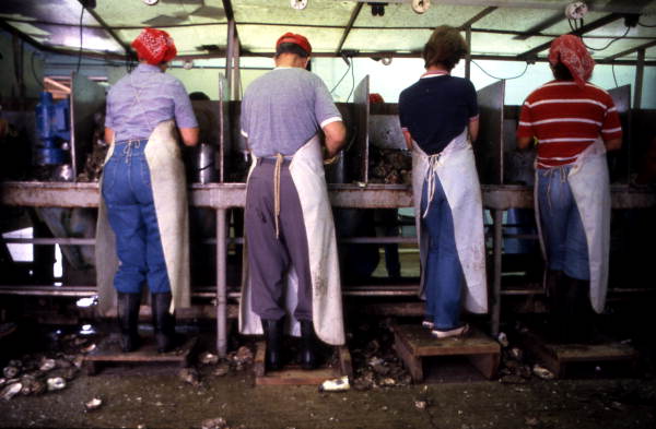 Oyster shuckers at work at Leavins Seafood Co. - Apalachicola, Florida.