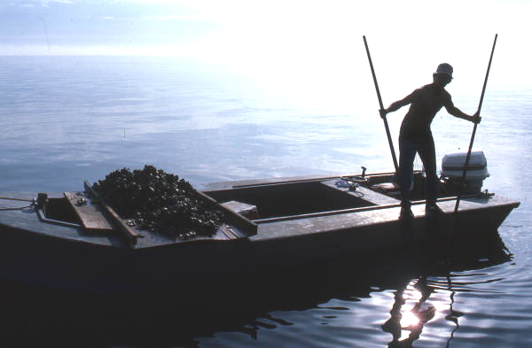 Cletis Anderson using oyster tongs - Apalachicola Bay, Florida.