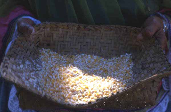 Basket of ground corn - Brighton Reservation, Florida